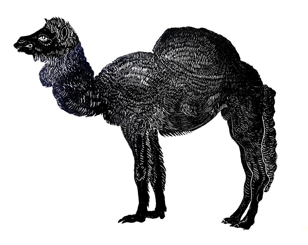Camel