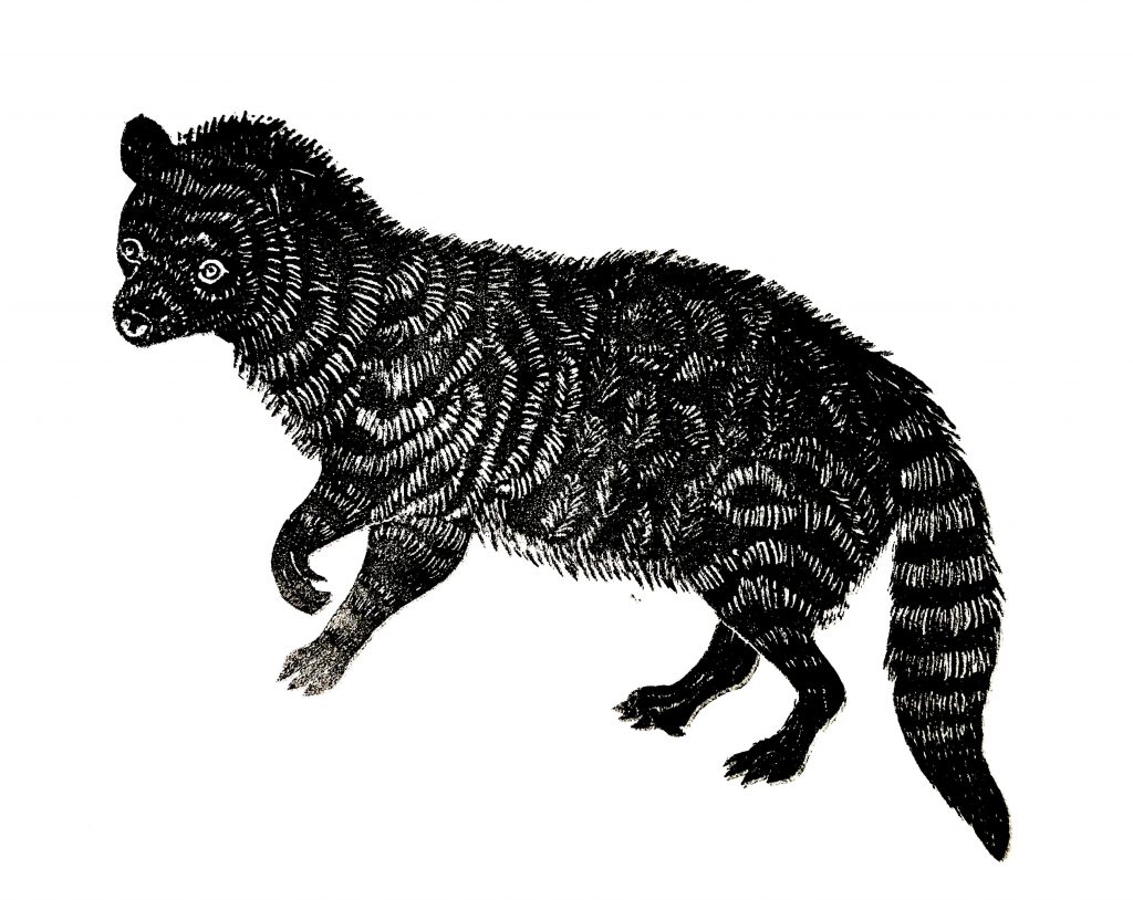 Civet Cat