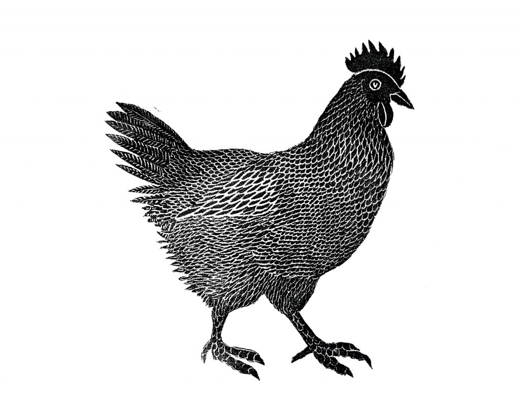 Chicken