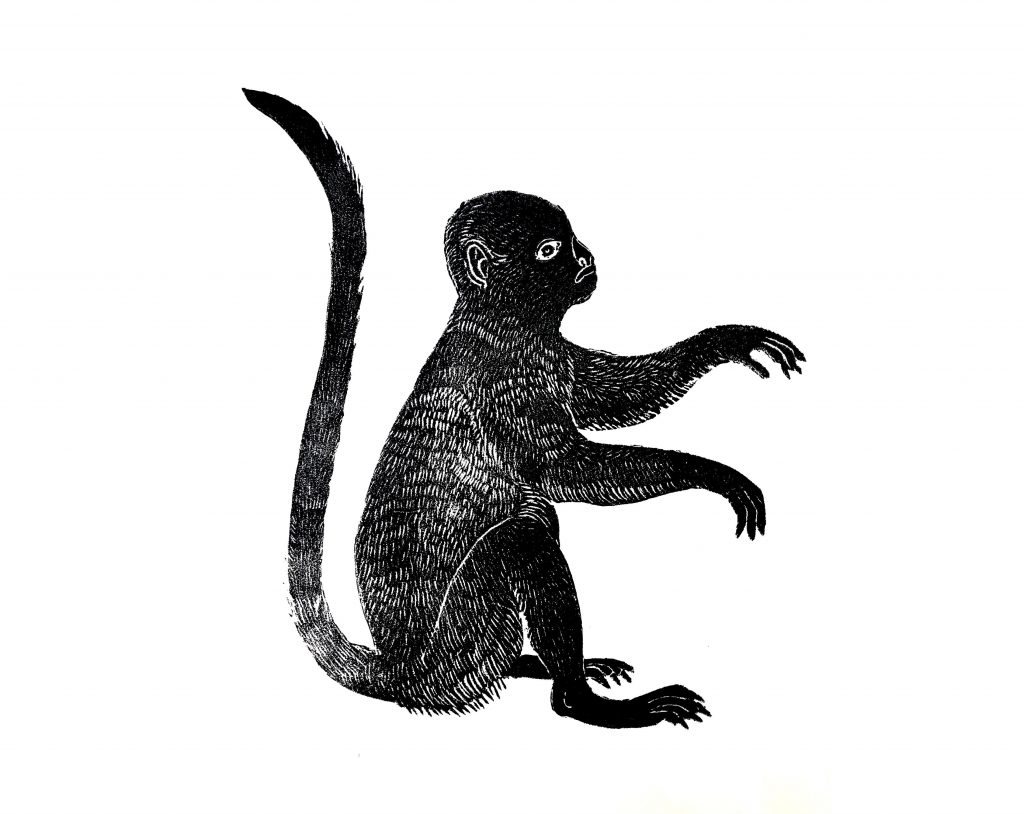 Monkey