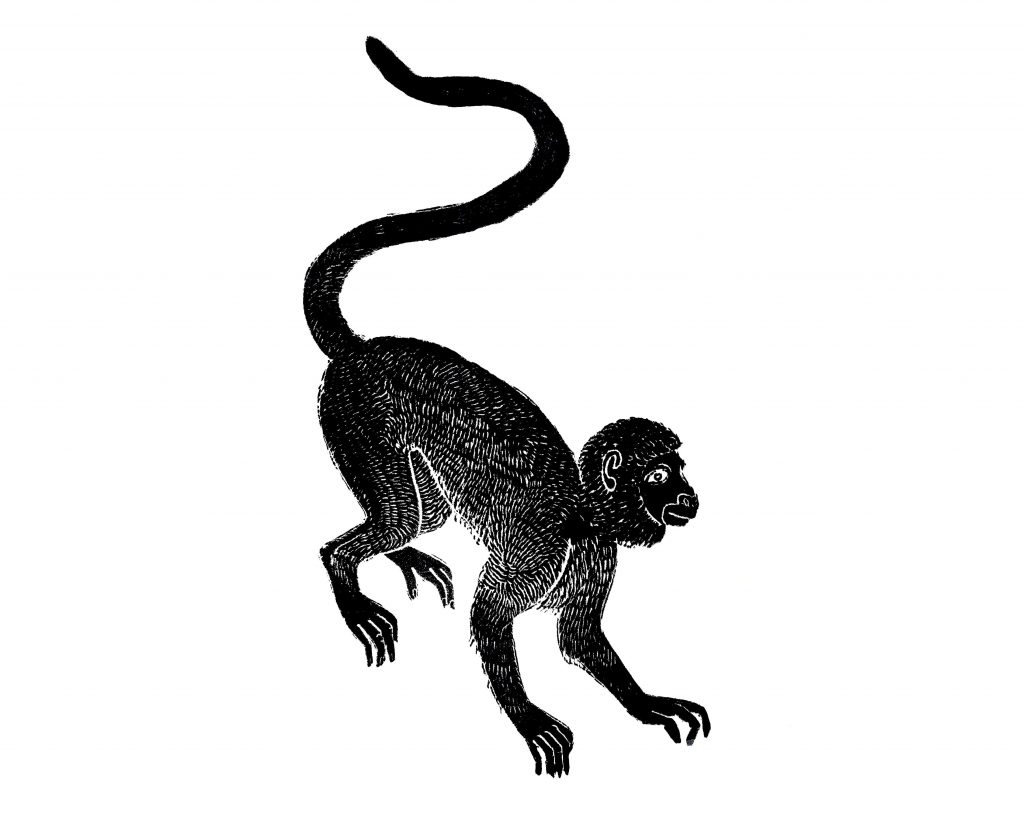 Monkey