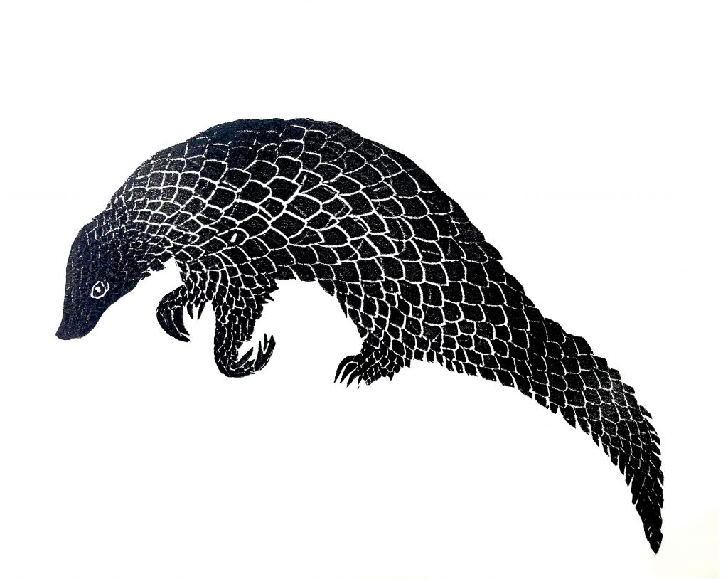Pangolin