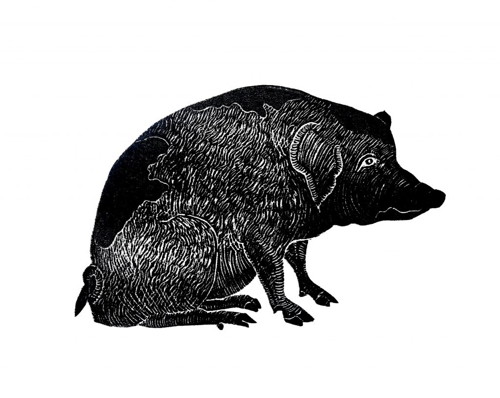 Pig