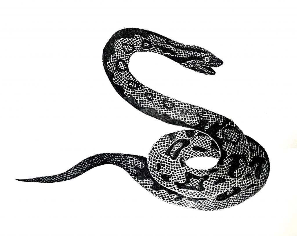 Snake